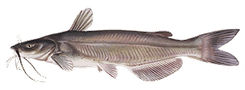 Channel Catfish